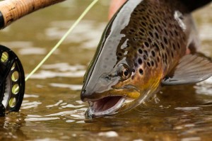 Fly fishing the middle fork of the salmon river